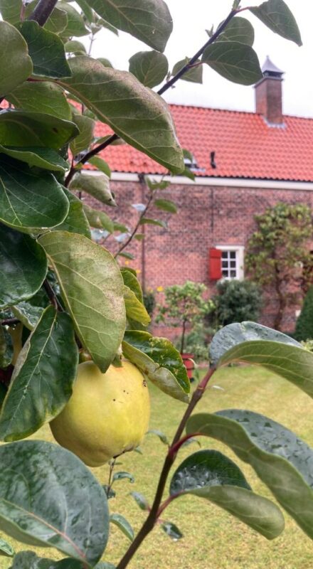 the hague food tour